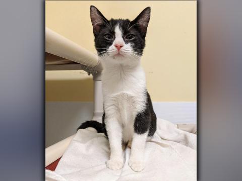 The Humane Society of Blue Ridge cat of the week is Sahira.