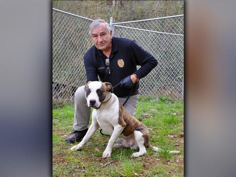 This male, Bulldog mix was picked up in Morganton November 23. He has a short, white coat with brindle patches. He’s a good boy. View him using intake number 325-20. He is shown with Animal Control Officer J.R. Cornett.