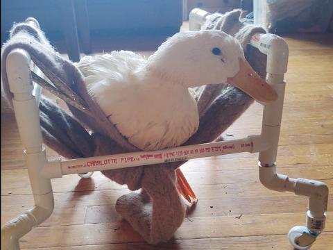 Julie Wootten’s rescue duck “Belle” has found a sanctuary at Wootten’s rescue Waddle On Inn, however, roaming dogs have caused an issue for Wootten and her rescues. Belle, two geese and a gosling were attacked by a roaming dog last week, and Wootten had difficulty getting help from Fannin County Animal Control.