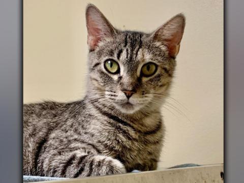 The Humane Society of Blue Ridge cat of the week is Tilly. She is a nine-month-old gray tabby who came to the Adoption Center with her kittens and was a very good mother to them. Tilly is now ready to have fun as a single kitty! She is friendly and loves people, but she would prefer to be the only feline in the household. Tilly is spayed, micro-chipped and current on her vaccinations. Contact the Adoption Center at 706-632-4357 for more information about Tilly.