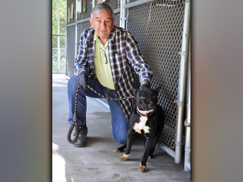 This female mix was surrendered by her owner May 5. She has a short, black and white coat. This little girl is very shy. View her using intake number 141-21. She is shown with Animal Control Interim Manager J.R. Cornett.