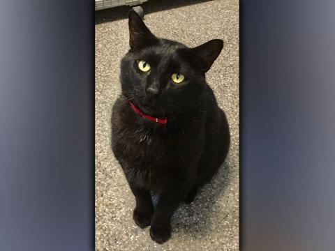 Submitted photo The Humane Society of Blue Ridge cat of the week is Bubba Earl. He is a one-year-old handsome little guy who oozes sophistication. His cute, squeaky meow will win you over in no time! Bubba Earl loves people, and he gets along with other cats as long as they understand he is the boss. He is neutered, microchipped and current on his vaccinations. Contact the Adoption Center at 706-932-4357 to set up a meet and greet with this very cool cat.