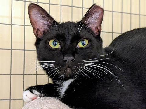 The Humane Society of Blue Ridge cat of the week is Vicki. This one-year-old tuxedo beauty is shy at first, but once she gets to know you, she will be your furever friend. Vicki’s favorite activity is chasing ping pong balls! She is spayed, microchipped and current on her vaccinations. Contact the Adoption Center at 706-632-4357 to schedule a visit with Vicki. She will have you wrapped around her paw in no time!