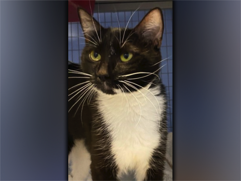 Cat of the week