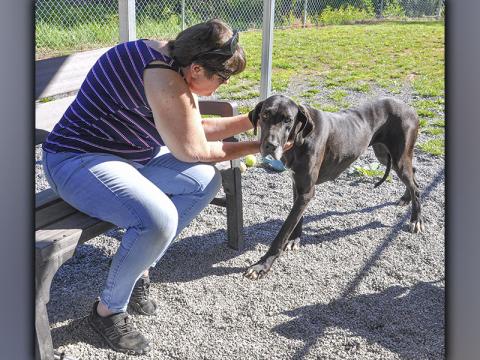 This female Great Dane mix was picked up on Indian Forest in Blue Ridge Thursday, June 17. She is very sweet and has a dark chocolate coat. View her using intake number 195-21. Giving her lovings is Volunteer of the Month Debi Holcomb.