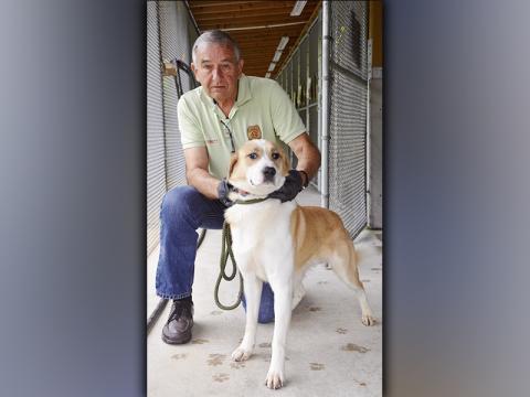 This male, Lab mix was surrendered by his owner June 2. He has a soft, white and light brown coat. View this feller using intake number 178-21. He is shown with Animal Control Interim Manager J.R. Cornett.