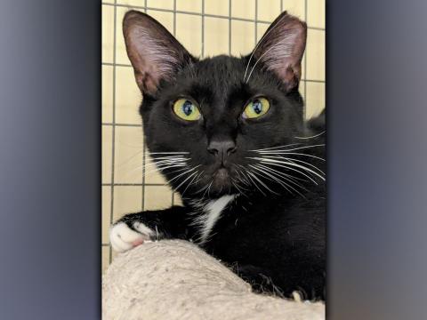 The Humane Society of Blue Ridge cat of the week is Vicki. She is a one-year-old tuxedo cat who is always dressed to the nines. Vicki is very playful and her toy of choice is a ping pong ball!! She is shy when she first meets you, but she becomes quite loving once she feels comfortable with you. Vicki is spayed, microchipped and current on her vaccinations. Contact the Adoption Center at 706-432-6357 for more information about this spiffy girl. She is ready to become part of your family. 