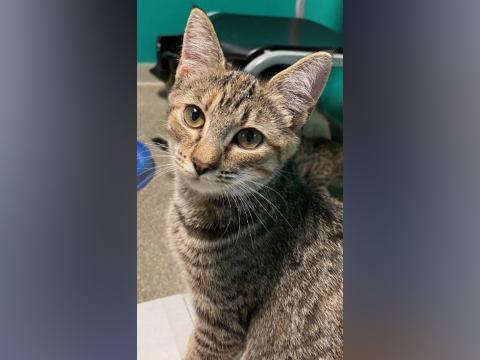 The Humane Society of Blue Ridge cat of the week is Ollie. She is a five-monthold tabby who is truly the definition of cuteness overload! Ollie is very affectionate with people and is an absolute darling. She gets along famously with her fellow kitten suitemates. Ollie is spayed, microchipped and current on her vaccinations. Contact the Adoption Center at 706-632-4357 to schedule a meet and greet with this fabulous feline. She will make the purrfect addition to your family.
