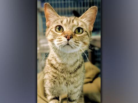 Cat of the week