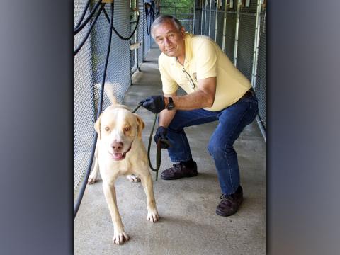 This male, Lab mix was found on Summit Street in Blue Ridge July 10. He has a blonde coat and is a big boy. View him using intake number 220-21. He is shown with animal control Interim Manager J.R. Cornett.