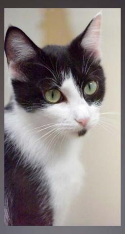 The Humane Society of Blue Ridge cat of the week is Sofia. She is a seven-month-old tuxedo beauty who has been a good young mom to her four kittens, but now she is looking forward to the single life! Sofia is super sweet, active and playful. She loves to be up high and spends a lot of time bird watching from her screened porch at the Adoption Center. Sofia is friendly with other felines once she gets to know them. Contact the Adoption Center at 706-632-4357 to schedule a meet and greet with Sofia. She is mi