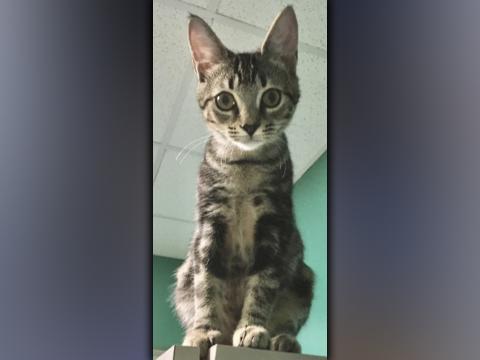 Purrcy
