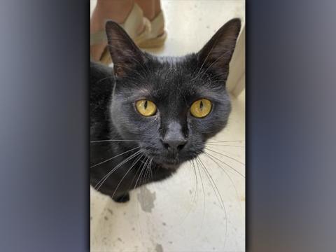 The Humane Society of Blue Ridge cat of the week is Lucille. This one-year-old beauty came to the Adoption Center as a kitten and continues to wait patiently to be adopted. Lucille has a beautiful velvety coat and stunning gold eyes. She is calm, relaxed and happy to meet new people. She gets along with other cats once she gets to know them. Lucille is spayed, microchipped and up to date on her vaccinations. Contact the Adoption Center at 706-632-4357 for more information about this beauty.
