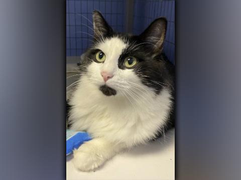 The Humane Society of Blue Ridge cat of the week is Matisse. This handsome two-year-old is very active and playful, and he is always in search of his next toy to pounce on. Matisse has a thick, beautiful coat that will need regular brushing to keep him looking his best. He loves people and gets along well with his suitemates once he gets to know them. Matisse is neutered, microchipped and up to date on his vaccinations. Contact the Adoption Center at 706-632-4357 to schedule a visit with this amazing little
