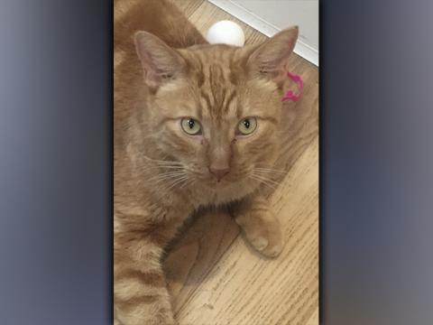 The Humane Society of Blue Ridge cat of the week is Colby. He is two years old and has an orange coat with gorgeous swirl patterns. Colby is an easy-going guy who gets along well with his suitemates. He is friendly with people and seems content to relax in a quiet spot. Colby is neutered, microchipped and up to date on his vaccinations. Contact the Adoption Center at 706-632-4357 to set up a visit with this fabulous feline.