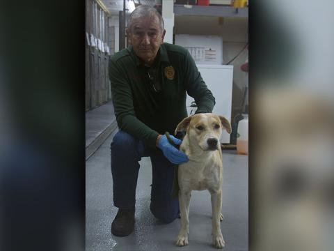 This female mix was picked up off Curtis Switch Road in Mineral Bluff January 15. She has a white and orange coat. View this good girl using intake number 020-22. She is shown with animal control Interim Manager J.R. Cornett.