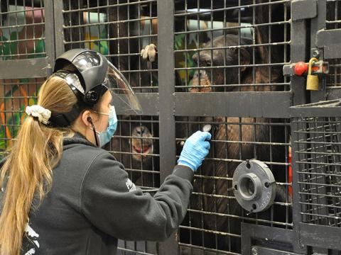 Dr. Lauri Crimmins checks the heartbeat of a chimpanzee at Project Chimps during the last COVID-19 vaccination clinic. Seventy-four of 81 chimps voluntarily received two doses of the vaccine since the clinics started in September of 2021. 
