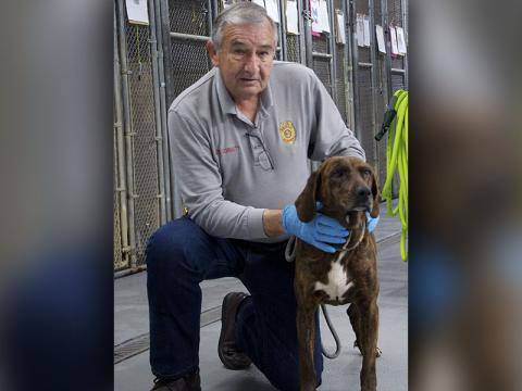 This female Plott Hound was picked up on Hogback Road in Blue Ridge January 27. She has a dark brindle coat. View her using intake number 030-22. She is shown with animal control Interim Manager J.R. Cornett.