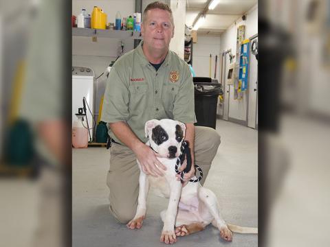 This male Boxer mix was picked up on Ballewtown Road in Blue Ridge February 1. He has a short, white coat with two black eyes. View this sweetie using intake number 035-22. He is shown with animal control Officer Luke McDonald.
