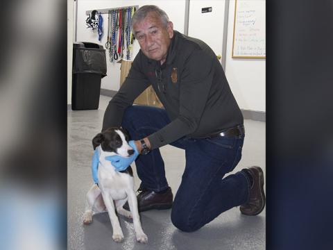 This female Feist mix was picked up on Kikis River Road in Blue Ridge February 2. She has a white coat with brown spots. View this sweet girl using intake number 039-22. She is shown animal control Interim Manager J.R. Cornett.