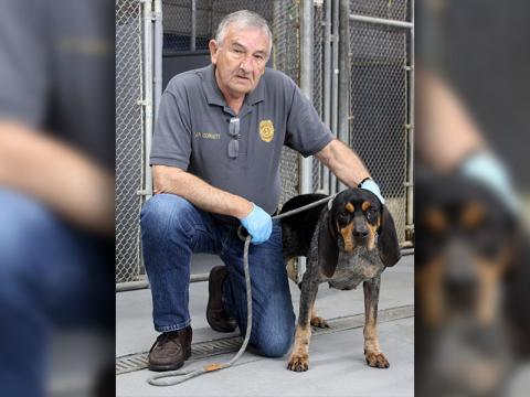 his female Blue Tick Hound was picked up at the Chattahoochee Forest National Fish Hatchery on Rock Creek Road in Suches March 3. Aptly named Hatch by animal control volunteers, this sweet girl has a blue speckle coat with cute brown dots over her eyes. View her using intake number 063-22. She is shown with animal control Interim Manager J.R. Cornett.
