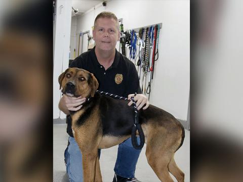 This male Hound mix was picked up on Doublehead Gap Road in Blue Ridge March 7. This big boy has a black and tan coat. View him using intake number 068-22. He is shown with animal control Officer Luke McDonald.