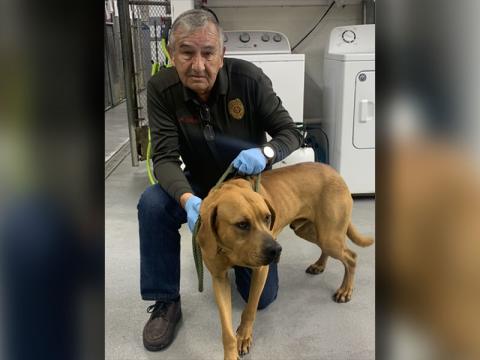 This male lab mix was picked up on Old Dial Road in Morganton March 26. This cutie has a brown coat with a red tint to it and is solid in color. View this sweet pupper using intake number 088-22. He is shown with animal control Officer JR Cornett.