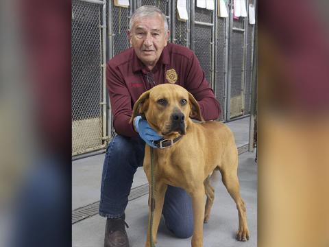 This male hound-lab mix was picked up on Old Dial Road in Morganton, March 26. This cutie has a brown coat with a red tint to it and is solid in color. View this sweet pupper using intake number 088-22. He is shown with animal control Officer JR Cornett.