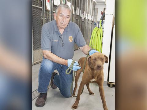 This male lab mix was picked up on Doublehead Road, April 11. This cutie has a short, brown coat with a white patch on his chest. View this sweet dog using intake number 107-22. He is shown with Animal Control Officer JR Cornett.