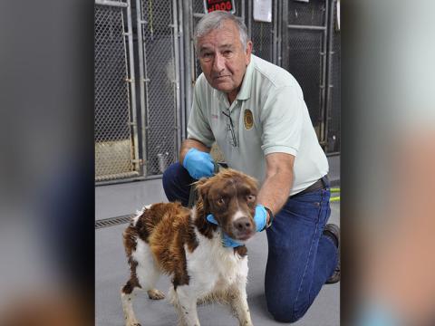 This male Spaniel mix was picked up on Tilley Bend Road May 2. This energetic boy has a long, white and brown coat. View this sweetie using intake number 167-22.