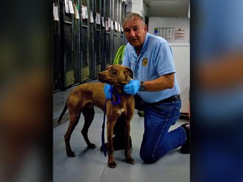 This cutie is a male lab mix who was picked up on Double Head Gap Road April 11. He has a light brown coat. View this pupper using intake number 107-22. He is shown with Animal Control Officer JR Cornett.