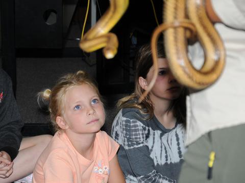 This young lady focuses on the snake Kathy Church is explaining as part of “Snakes Alive” at the Fannin County Public Library last Tuesday.  “Creepy Crawlers” is the next similar presentation and is planned for July 7.