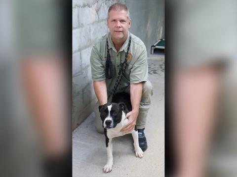 This female mix was picked up on Snake Nation Road in Blue Ridge June 23. This cutie has a black and white coat and is very sweet natured. She is shown with Animal Control Officer Luke McDonald. View her using intake number 213-22.