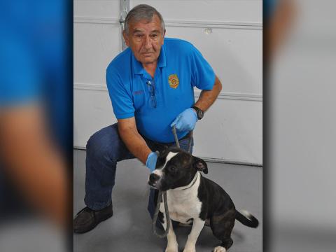 This female boxer mix was picked up on Snake Nation Road June 23. This very energetic dog would love a place to play. She is shown with Animal Control Interim Manager J.R. Cornett. View her by using her intake number 213-22.