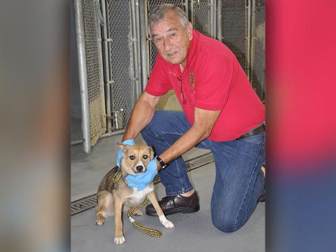 This sweet girl is a Fiest mix who was picked up on Salem Lane in Mineral Bluff August 3. She has a beige coat with dark brown and white patches throughout. Pictured with this pup is Animal Control Officer JR Cornett. View this cute dog using intake number 275-22. 