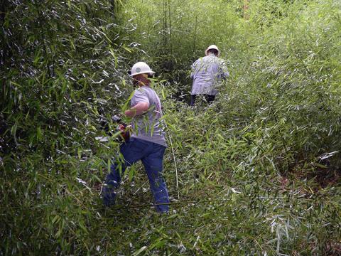 Jason Cook and Travis Sisson work to clear brush and trees to reach the power pole needing cable run to it.