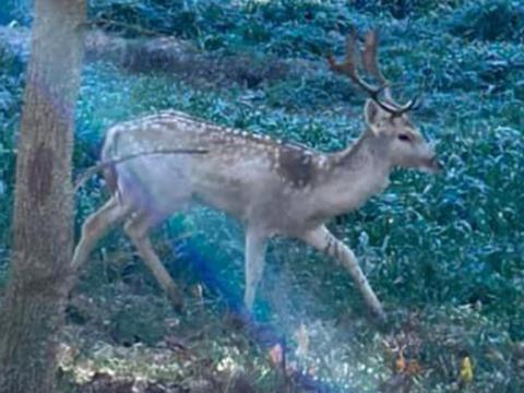 Polk County Commission Chairwoman Christy Hardin took this picture of a Fallow Deer when she visited Copperhill Industries last week. Georgia officials are worried they could infect the local whitetail population.