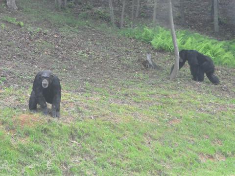 News Observer photos/Bobbi Pippin  The chimps had the best time exploring their new habitat and playing with each other. As soon as the doors opened to their new area, nearly all the chimp rushed outside.