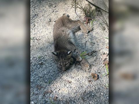 This little bobcat kit was needing someone to come save him and Ryan Berndt did just that.