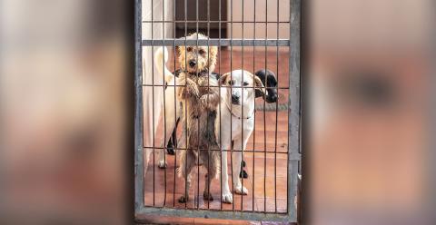 Chalk could not advise Robertson if the dogs were up to date on their rabies vaccines, so they were picked up by Fannin County Animal Control and immediately placed under a 10-day hold.