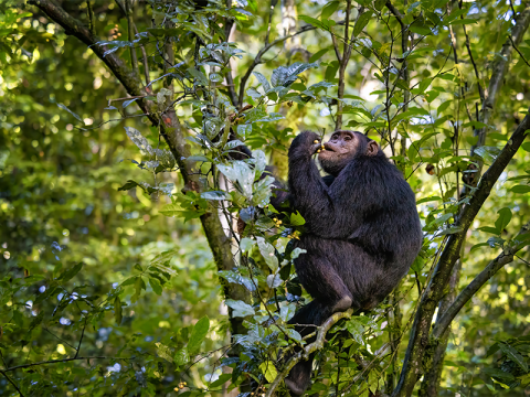 Six new-to-the-area chimpanzees are headed to Project Chimps in Morganton.