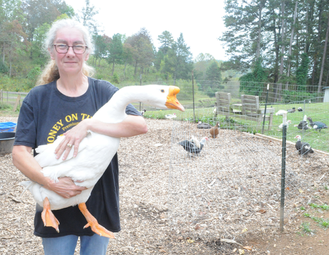 Julie Wooten holds a duck at her waterfowl rescue, Waddle on Inn. Two of her patients have been selected to work for Aflac.