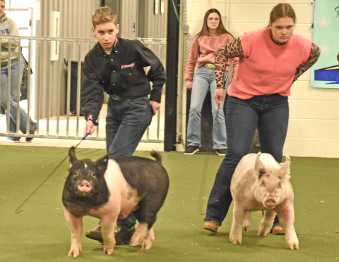 Fannin County’s Justin Burrell, left, captured three awards at Pigs on the Ridge, the annual Young Farmers Association Market Hog Show.