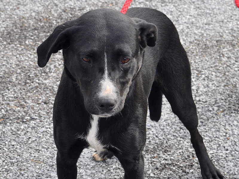 This female Lab mix was picked up on Mountain View Road in McCaysville, September 14, and will remain at Animal Control until reclaimed or adopted. This pretty girl has a deep black coat with a streak of white up her snout and down her chest. View this sweetie under Animal Control number 273-19.