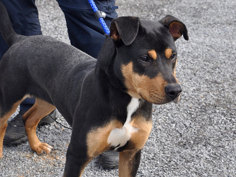 This male mix was picked up on Spring Hill Circle in Blue Ridge, August 4, and will remain at Animal Control until reclaimed or adopted. This handsome boy has a black and tan coat with white on his chest. View him under Animal Control number 227-19.