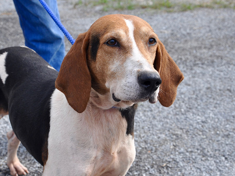 This male Walker Hound was picked up on Highway 60, August 14, and will remain at Animal Control until reclaimed or adopted. This sweet guy has an orange, black and white coat with sensitive, dark brown eyes. View him under Animal Control number 239-19.