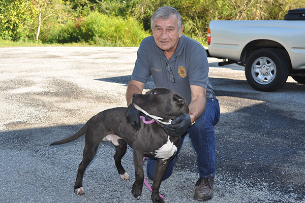 Animal Control Officer J.R. Cornett poses with a male Boxer mix who was picked up on Galloway Road July 12. He is staying at Fannin County Animal Control until reclaimed or adopted. This sweet boy has a beautiful black coat with white patches. View this handsome guy under Animal Control number 205-19.