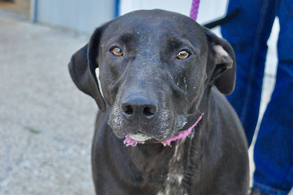 This male Lab mix was surrendered by his owner August 5 and is staying at Fannin County Animal Control until adopted. This precious boy has a big heart and is ready to settle down with a loving family. His coat a silky black with white patches. View this loving guy under Animal Control number 228-19.