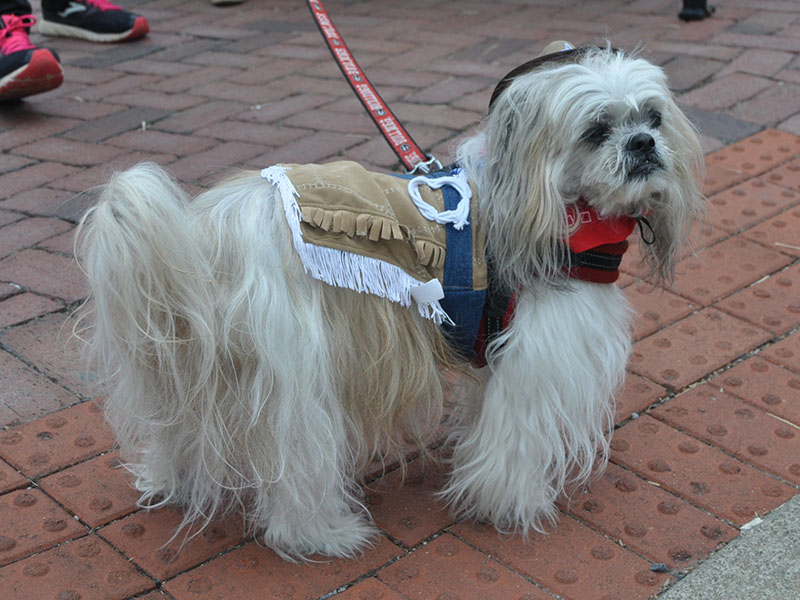 Shih Tzu, Charlie, shows off his cowboy costume at Paws in the Park Saturday, October 19.
