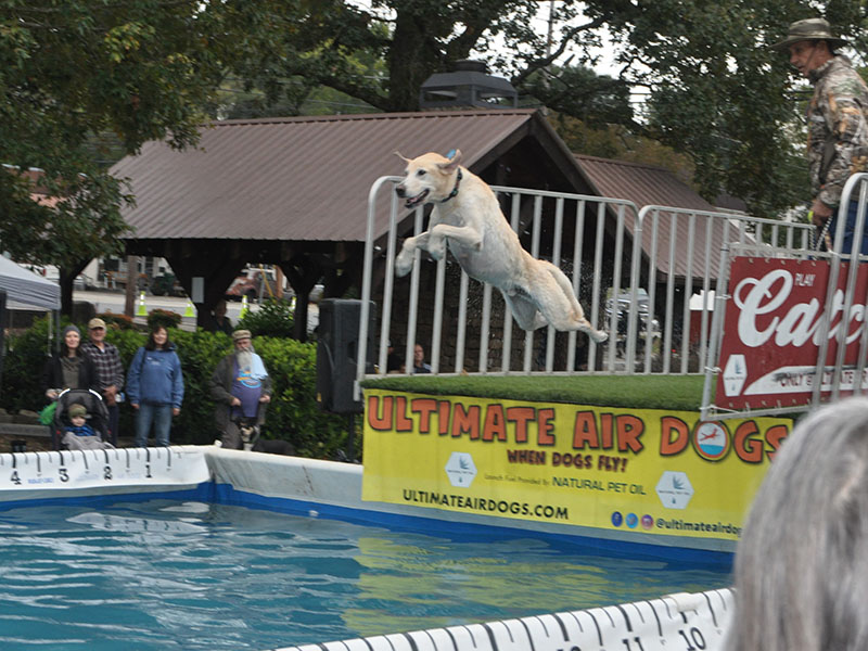 Champ, a yellow Lab, tries his luck during the Ultimate Air Dog competition at Paws in the Park in downtown Blue Ridge Saturday, October 19.